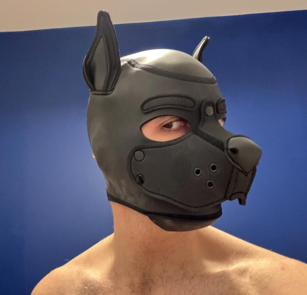 frenchcamdog